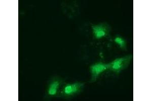 Anti-SPR mouse monoclonal antibody (ABIN2453682) immunofluorescent staining of COS7 cells transiently transfected by pCMV6-ENTRY SPR (RC205679). (SPR Antikörper)