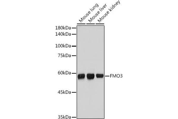 FMO3 Antikörper