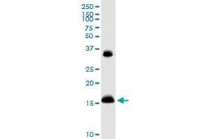 IFITM3 MaxPab rabbit polyclonal antibody. (IFITM3 Antikörper  (AA 1-133))