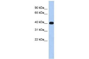 KIAA1189 antibody used at 1 ug/ml to detect target protein. (ERMN Antikörper  (Middle Region))