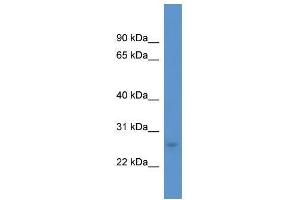 Western Blot showing CALB1 antibody used at a concentration of 1. (CALB1 Antikörper  (C-Term))