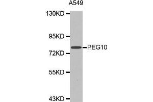 Western blot analysis of extracts of A549 cell line, using PEG10 antibody. (PEG10 Antikörper  (AA 1-325))