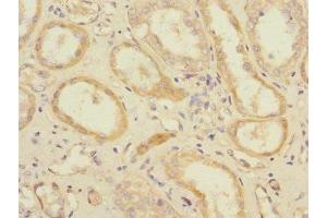 Immunohistochemistry of paraffin-embedded human kidney tissue using ABIN7152247 at dilution of 1:100 (SLC1A7 Antikörper  (AA 115-220))