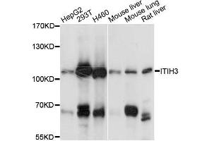 Western blot analysis of extracts of various cell lines, using ITIH3 antibody (ABIN5996495) at 1:3000 dilution. (ITIH3 Antikörper)