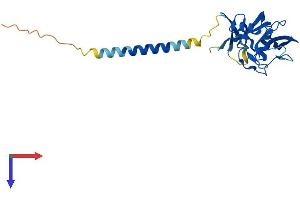 CLEC4D Protein (AA 1-219) (His tag)