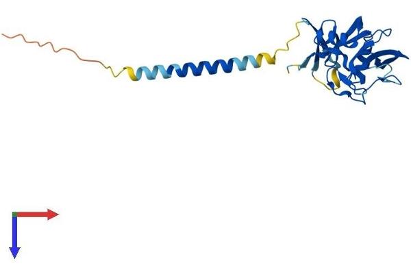 CLEC4D Protein (AA 1-219) (His tag)