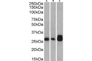 Western Blot using anti-4-1BB antibody 4B4-1-1. (Rekombinanter CD137 Antikörper)