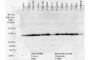 Western Blot analysis of Human Cell lysates showing detection of Hsp40 protein using Mouse Anti-Hsp40 Monoclonal Antibody, Clone 3B9. (DNAJB1 Antikörper  (Atto 594))
