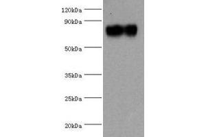 Western blot All lanes: SYTL4 antibody at 1. (SYTL4 Antikörper  (AA 50-280))