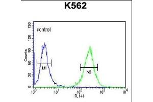 B3GAT1 Antibody (N-term) (ABIN653880 and ABIN2843128) flow cytometric analysis of K562 cells (right histogram) compared to a negative control cell (left histogram). (CD57 Antikörper  (N-Term))