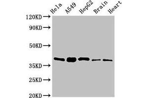 Western Blot Positive WB detected in: Hela whole cell lysate, A549 whole cell lysate, HepG2 whole cell lysate, Mouse brain tissue, Rat heart tissue All lanes: RBFA antibody at 2 μg/mL Secondary Goat polyclonal to rabbit IgG at 1/50000 dilution Predicted band size: 39, 28 kDa Observed band size: 39 kDa (RBFA Antikörper  (AA 201-343))