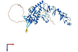 TES Protein (AA 1-421) (His tag)