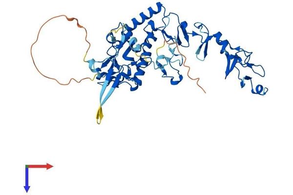 TES Protein (AA 1-421) (His tag)