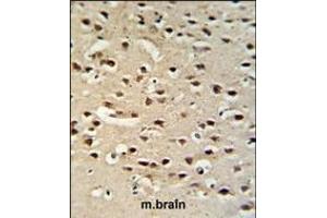 Chromogranin-C Antibody (Center) (ABIN390767 and ABIN2841025) IHC analysis in formalin fixed and paraffin embedded mouse brain tissue followed by peroxidase conjugation of the secondary antibody and DAB staining. (SCG2 Antikörper  (AA 246-274))