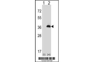 Western blot analysis of PEX16 using rabbit polyclonal PEX16 Antibody using 293 cell lysates (2 ug/lane) either nontransfected (Lane 1) or transiently transfected (Lane 2) with the PEX16 gene. (PEX16 Antikörper  (AA 247-275))