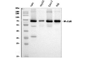 Western blot analysis of NF-kB p65/RELA using anti-NF-kB p65/RELA antibody (ABIN3042741).