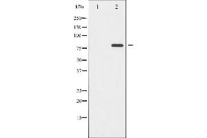 Western blot analysis of Tau phosphorylation expression in Mouse brain tissue lysates,The lane on the left is treated with the antigen-specific peptide. (MAPT Antikörper  (pSer422))