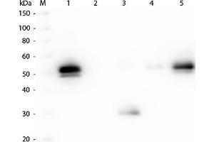 Western Blot of Anti-Rabbit IgG F(c) (GOAT) Antibody . (Ziege anti-Kaninchen IgG (Fc Region) Antikörper (FITC) - Preadsorbed)