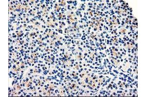 Image no. 1 for anti-Dipeptidylpeptidase 10 (DPP10) antibody (ABIN1497834) (DPP10 Antikörper)