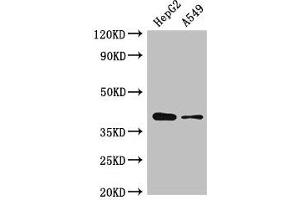 Western Blot Positive WB detected in: HepG2 whole cell lysate, A549 whole cell lysate All lanes: AMD1 antibody at 2. (AMD1 Antikörper  (AA 167-264))