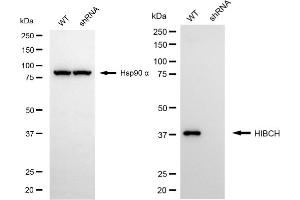 Western blotting analysis using HIBCH antibody (ABIN7797421).