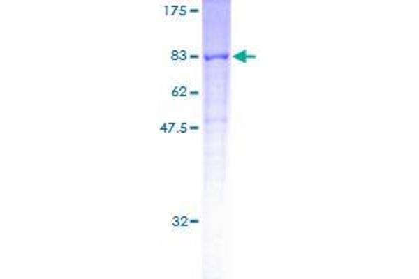 CORO2A Protein (AA 1-525) (GST tag)