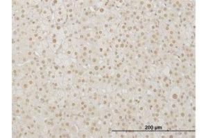 Image no. 1 for anti-LIM Homeobox 4 (LHX4) (AA 208-307) antibody (ABIN599314) (LHX4 Antikörper  (AA 208-307))