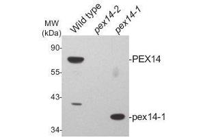 Western Blotting (WB) image for anti-Peroxisomal Biogenesis Factor 14 (PEX14) (N-Term), (pHis6) antibody (ABIN5326727) (PEX14 Antikörper  (N-Term, pHis6))