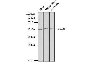 Western blot analysis of extracts of various cell lines, using DNAJB4 antibody (ABIN6292023) at 1:3000 dilution. (DNAJB4 Antikörper)