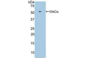 EFNA4 Antikörper  (AA 1-206)