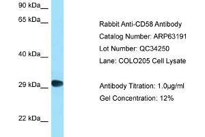 Western Blotting (WB) image for anti-CD58 (CD58) (C-Term) antibody (ABIN970339) (CD58 Antikörper  (C-Term))