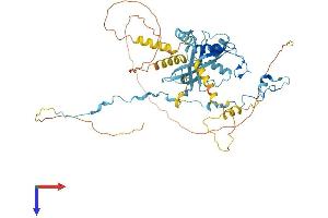 PAF1/PD2 Protein (AA 1-531) (His tag)