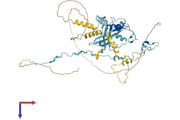 PAF1/PD2 Protein (AA 1-531) (His tag)