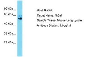 Image no. 1 for anti-Nuclear Receptor Subfamily 5, Group A, Member 1 (NR5A1) (AA 292-341) antibody (ABIN6750285) (NR5A1 Antikörper  (AA 292-341))