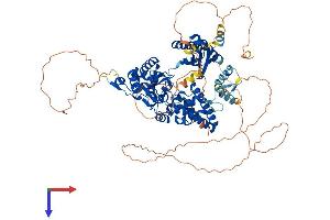 POLK Protein (AA 1-852) (His tag)