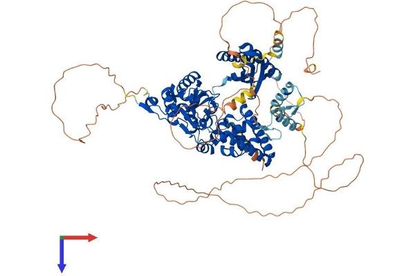 POLK Protein (AA 1-852) (His tag)