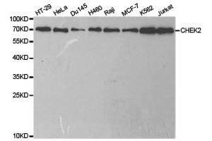 Western Blotting (WB) image for anti-Checkpoint Kinase 2 (CHEK2) antibody (ABIN1871829) (CHEK2 Antikörper)