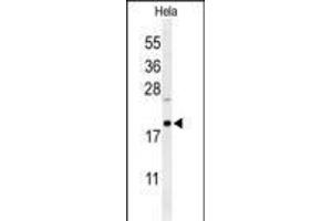 Western blot analysis of CLEC2B Antibody (Center) (ABIN650966 and ABIN2840012) in Hela cell line lysates (35 μg/lane).