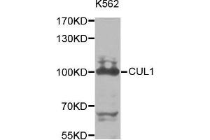 Cullin 1 Antikörper  (AA 500-776)