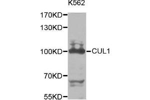 Western blot analysis of extracts of K562 cell line, using CUL1 antibody. (Cullin 1 Antikörper  (AA 500-776))
