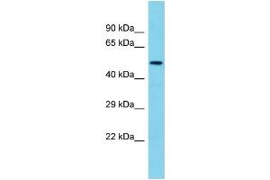 Host: Rabbit Target Name: TMEM143 Sample Type: Fetal Brain lysates Antibody Dilution: 1. (TMEM143 Antikörper  (N-Term))