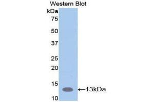Western Blotting (WB) image for anti-S100 Calcium Binding Protein A10 (S100A10) (AA 1-95) antibody (ABIN2116769) (S100A10 Antikörper  (AA 1-95))