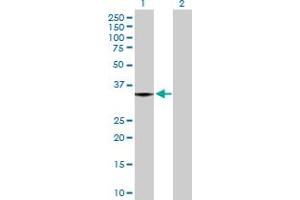 Western Blot analysis of MGLL expression in transfected 293T cell line by MGLL MaxPab polyclonal antibody. (MGLL Antikörper  (AA 1-313))