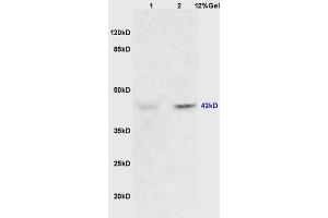 Lane 1: mouse heart lysates Lane 2: mouse brain lysates probed with Anti ERK1/2(p42/p42 MAPK) Polyclonal Antibody, Unconjugated (ABIN748373) at 1:200 in 4 °C. (ERK1 Antikörper  (AA 251-358))