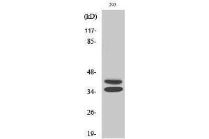 Western Blotting (WB) image for anti-Paired Box Gene 2a (PAX2A) (Internal Region) antibody (ABIN3186339)
