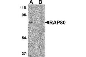 Western Blotting (WB) image for anti-Ubiquitin Interaction Motif Containing 1 (UIMC1) (C-Term) antibody (ABIN1030613) (UIMC1 Antikörper  (C-Term))