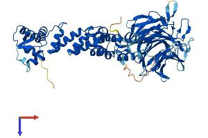 AlphaFold protein structure predicition of Human Recombinant KLHL38 Protein, UniprotID Q2WGJ6