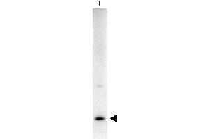 Western Blot showing detection of Rat IL-17A.