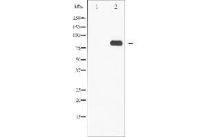 Western blot analysis of STAT5A/B phosphorylation expression in EGF treated Jurkat whole cell lysates,The lane on the left is treated with the antigen-specific peptide. (STAT5 A/B Antikörper  (pSer725, pSer730))