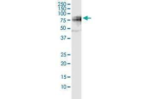 Western Blotting (WB) image for anti-Splicing Factor 1 (SF1) (AA 1-110) antibody (ABIN563411)